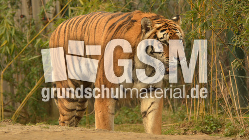 Amur-Tiger (3).jpg